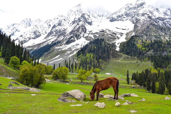 Pahalgam Kashmir